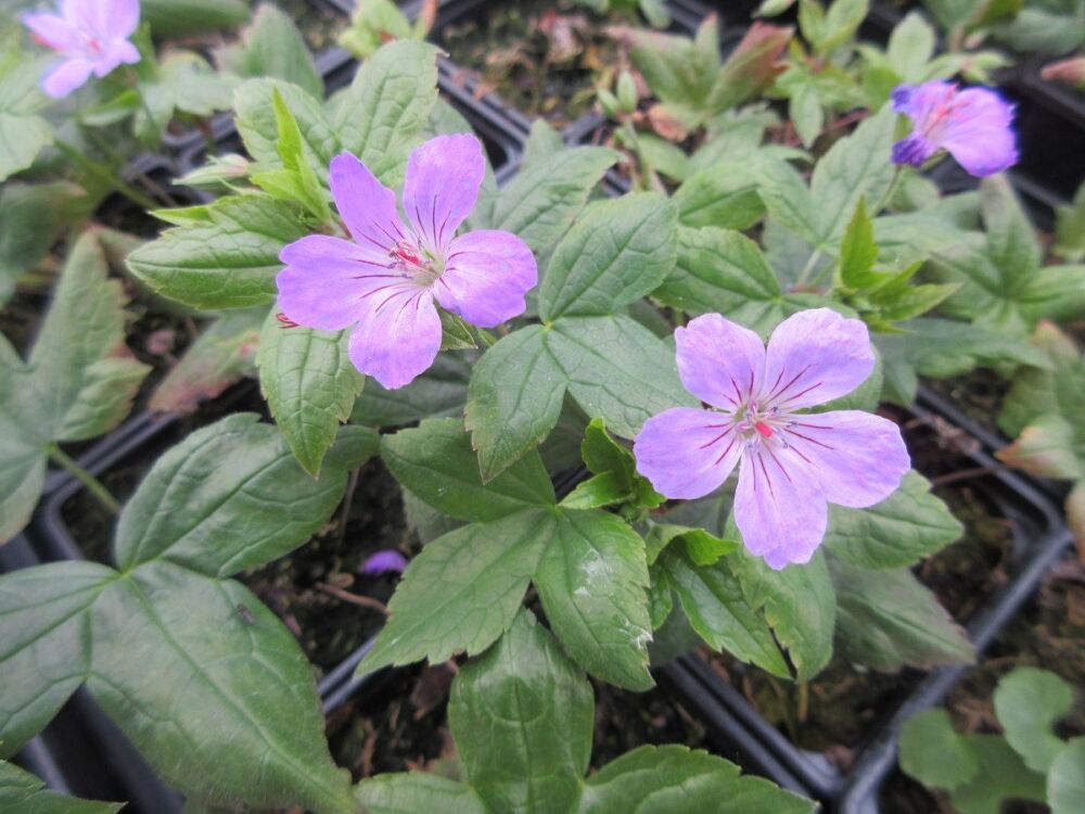 Geranium nodosum - 9cm pot