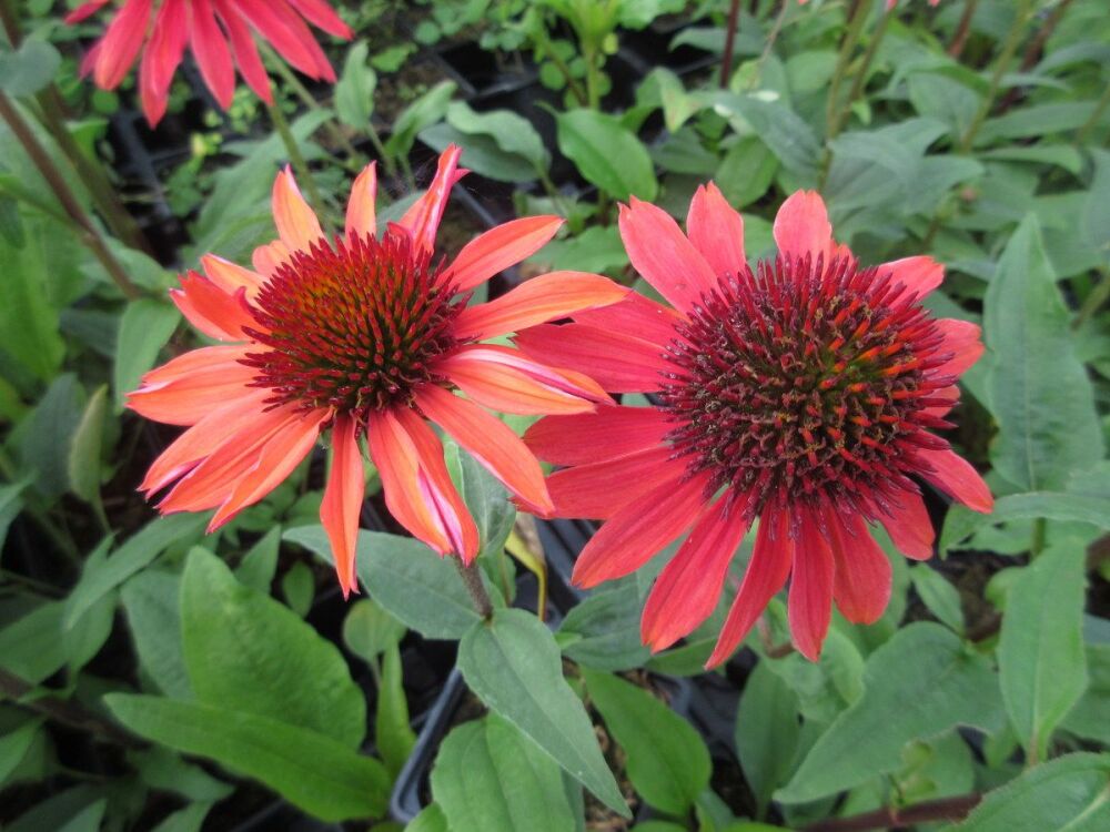 Echinacea Hot Summer - 2 litre pot