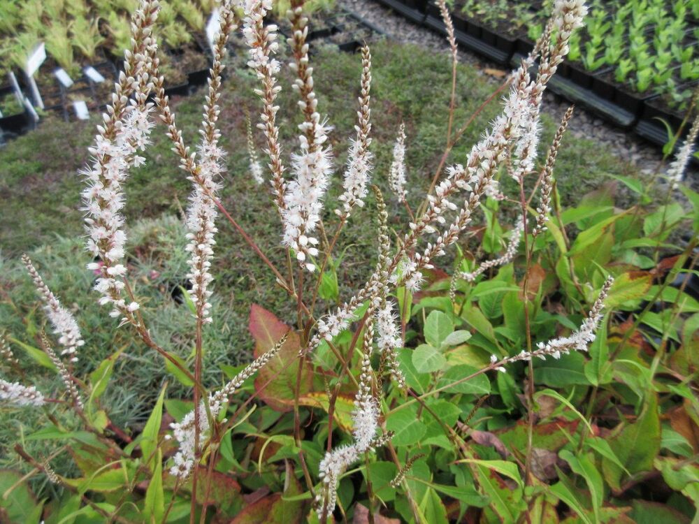 Persicaria amplexicaulis Alba - 9cm pot
