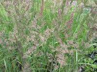 Calamagrostis x acutiflora Karl Foerster - 9cm pot