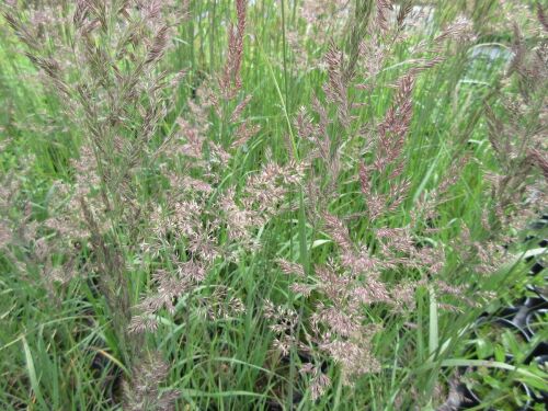 Calamagrostis x acutiflora Karl Foerster - 9cm pot