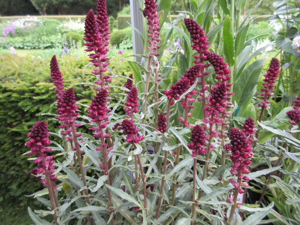 Lysimachia atropurpurea Beaujolais - 2 litre pot