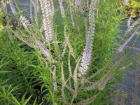 Veronicastrum virginicum Lavendelturm - 9cm pot