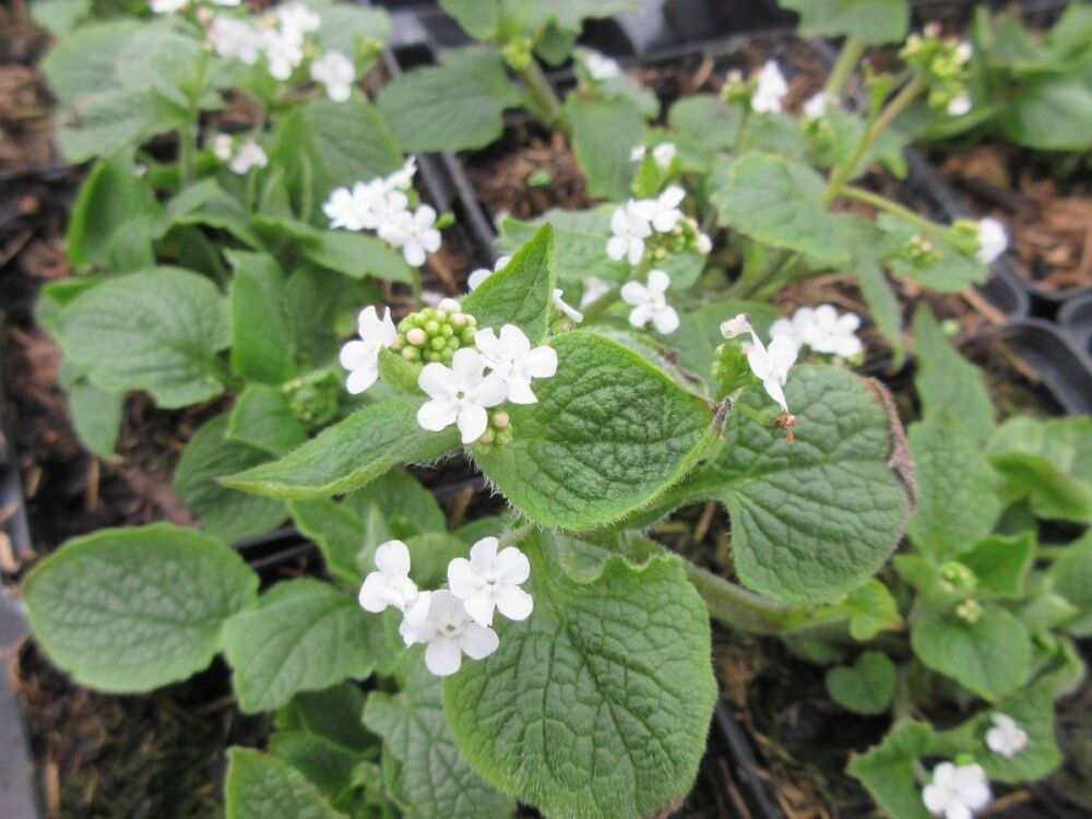 Brunnera macrophylla Betty Bowring - 2 litre pot