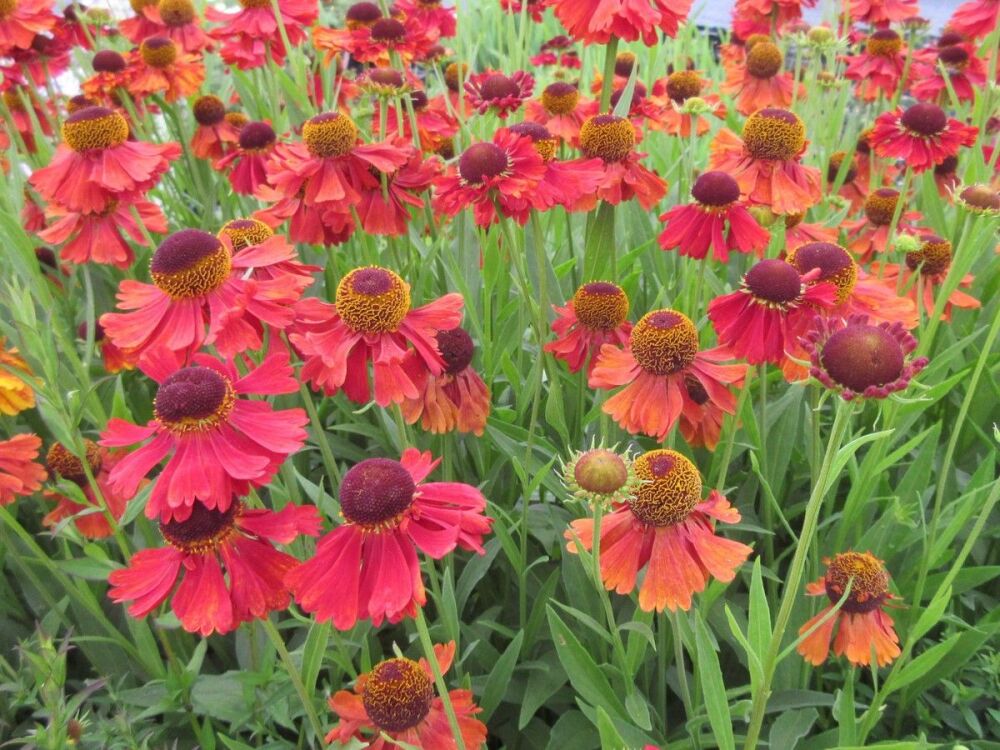 Helenium Moerheim Beauty - 2 litre pot