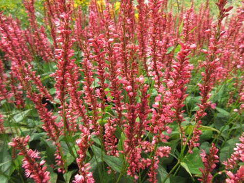 Persicaria amplexicaulis Orange Field - 2 litre pot