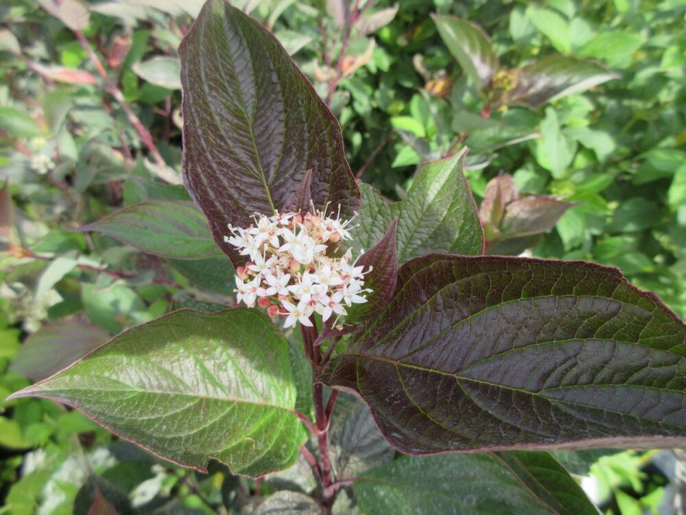 Cornus alba 'Kesselringii' - 3 litre pot