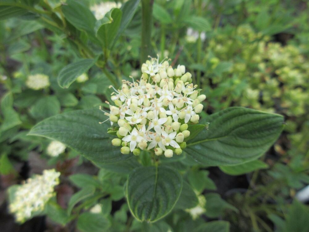 Cornus sericea 'Flaviramea' - 3 litre pot