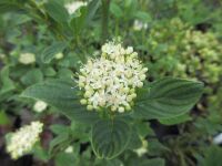 Cornus sericea 'Flaviramea' - 3 litre pot