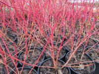 Cornus sanguinea 'Anny's Winter Orange' - 3 litre pot