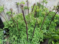 Thalictrum 'Black Stockings' - 2 litre pot