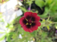 Potentilla thurberi 'Monarch's Velvet' - 9cm pot