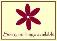 Aubrieta Florado Rose Red - 9cm pot