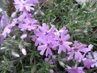Phlox subulata Fort Hill - 9cm pot