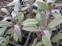 Sage, Purple - 2 litre pot