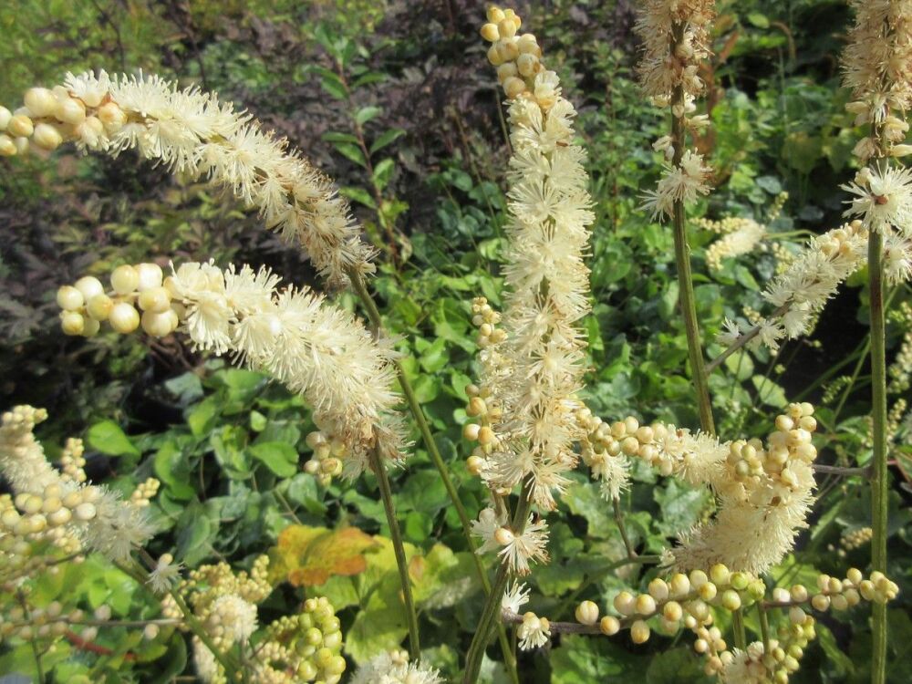 Actaea japonica Silver Dance - 2 litre pot