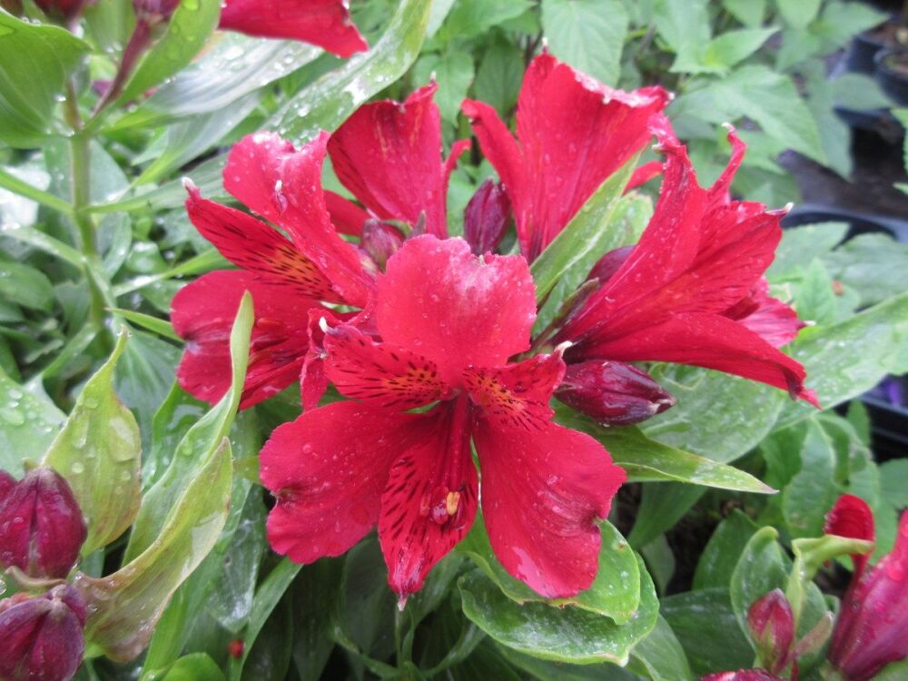 Alstroemeria Inca Vito - 2 litre pot