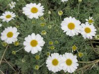 Anthemis punctata ssp. cupaniana - 9cm pot