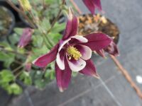 Aquilegia vulgaris William Guiness - 9cm pot