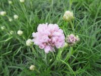 Armeria maritima Armada Pink - 9cm pot