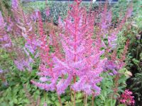 Astilbe chinensis var. pumila - 9cm pot