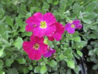 Aubrieta Audrey Red - 9cm pot