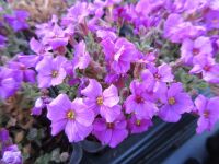 Aubrieta Axcent Antique Rose - 9cm pot