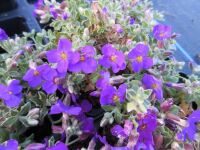 Aubrieta Silberrand - 9cm pot