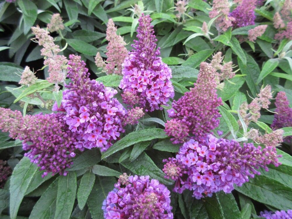 Buddleja Little Lila (Butterfly Candy Series) - 3 litre pot