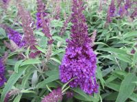 Buddleja Little Purple (Butterfly Candy Series) - 3 litre pot