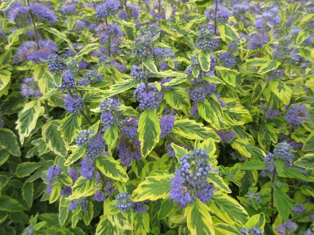 Caryopteris x clandonensis Summer Sorbet - 3 litre pot