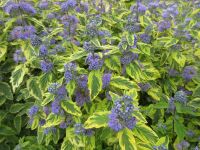 Caryopteris x clandonensis Summer Sorbet - 3 litre pot