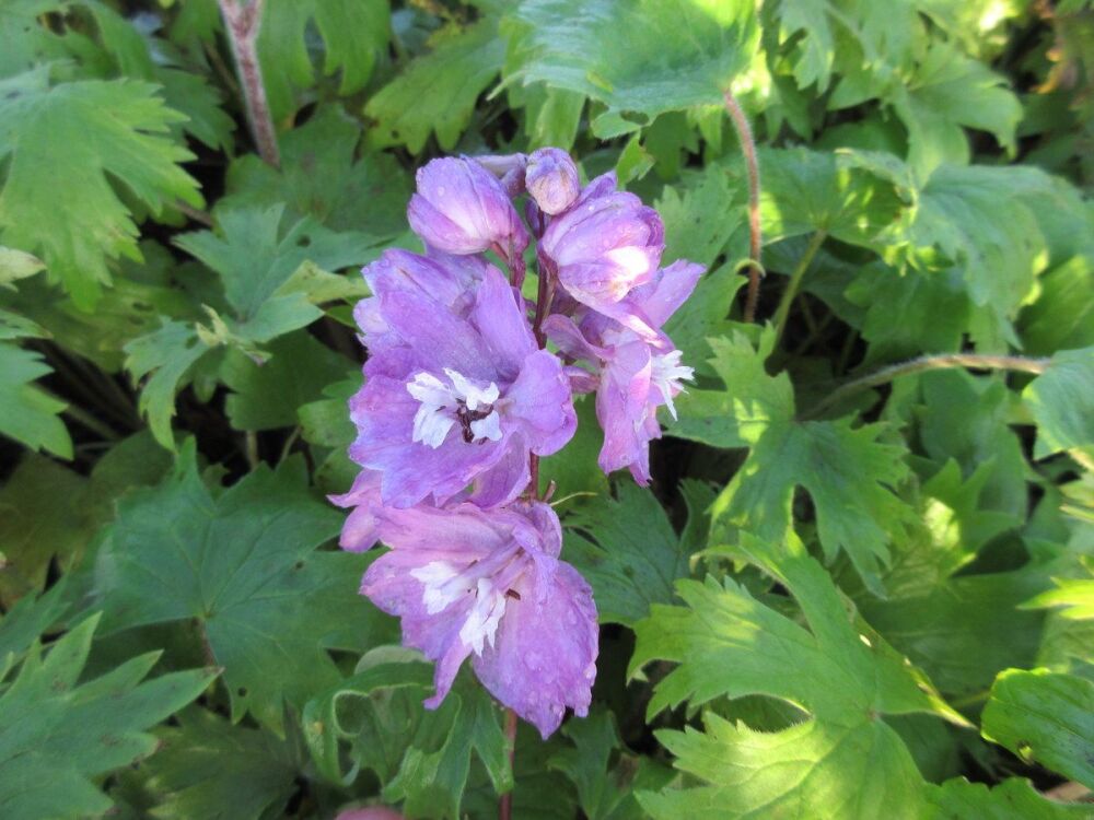 Delphinium Astolat Group - 9cm pot
