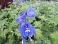 Delphinium Blue Bird Group - 9cm pot