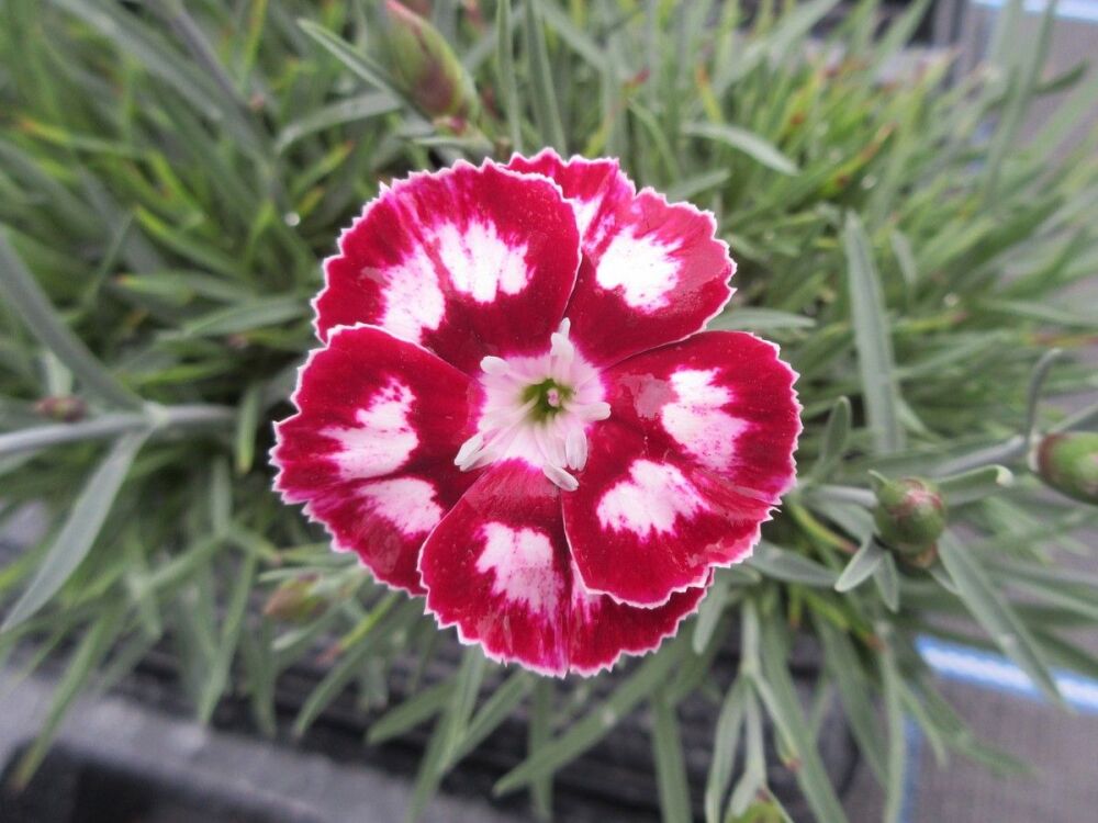Dianthus Morello Star - 9cm pot