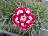 Dianthus Morello Star - 9cm pot