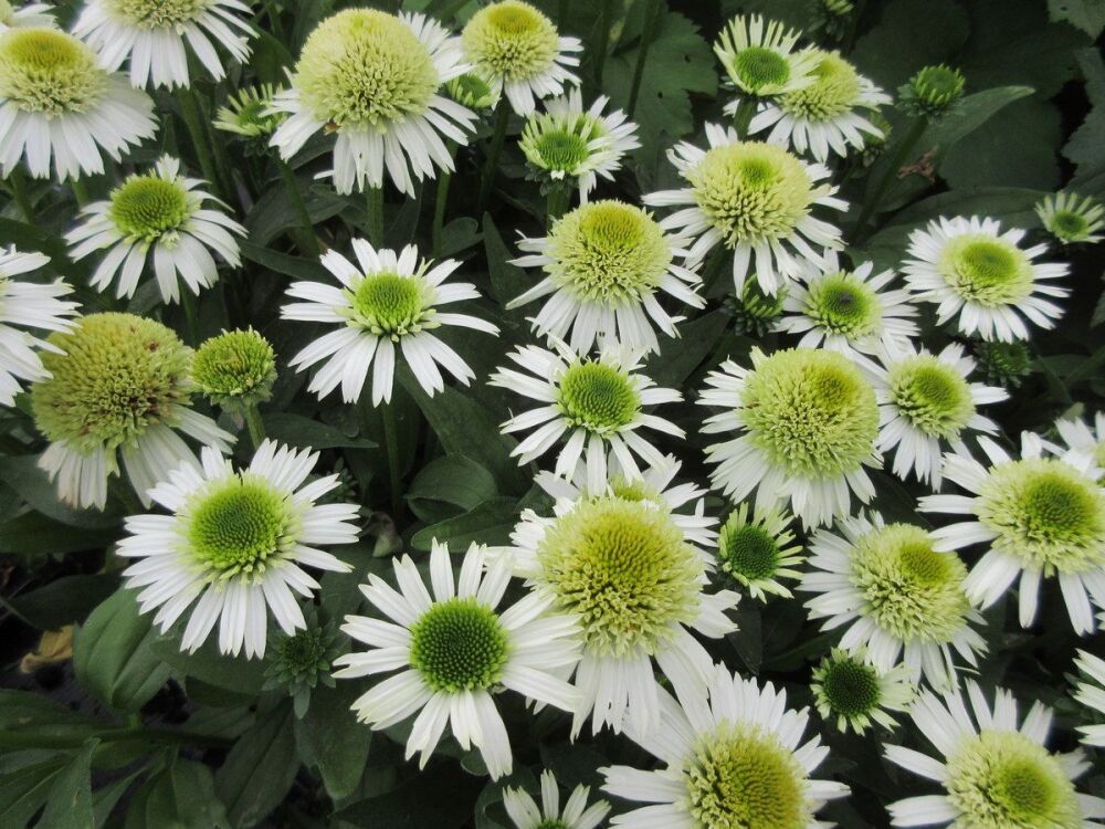 Echinacea Delicious Nougat - 9cm pot