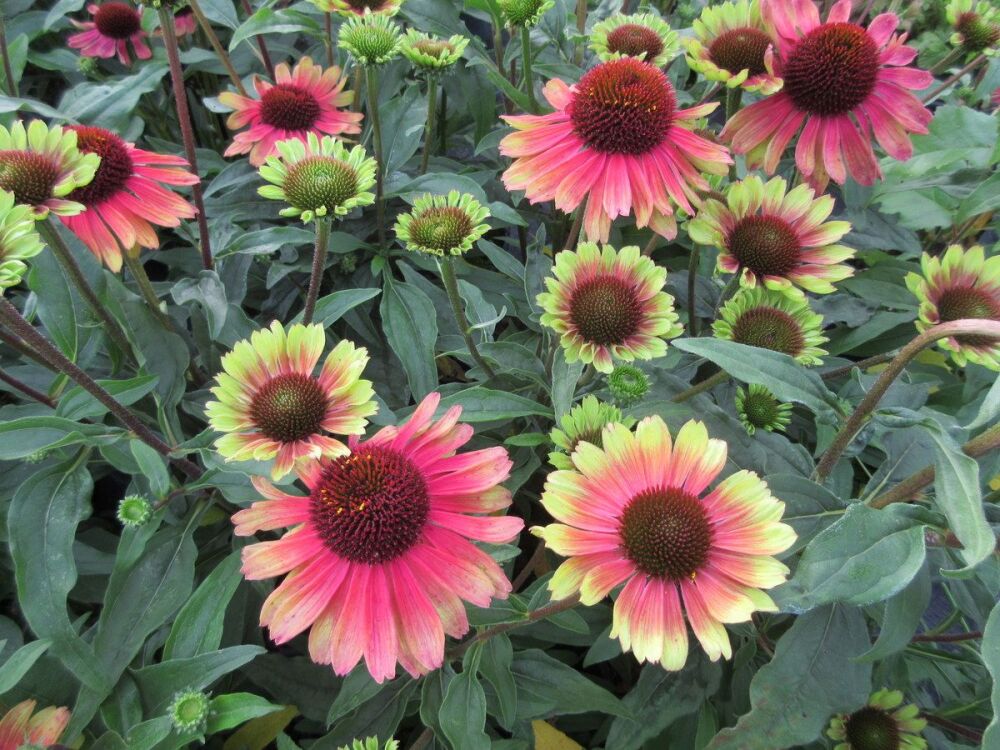 Echinacea Kismet Pink Lemonade - 2 litre pot