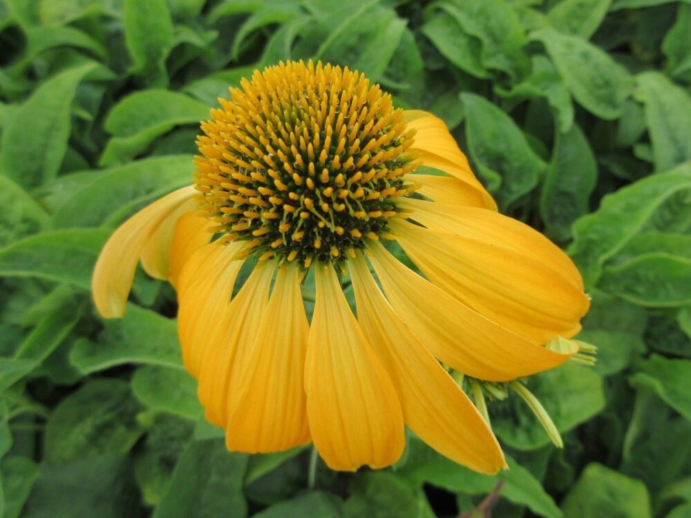 Echinacea purpurea Prairie Blaze Golden Yellow - 2 litre pot