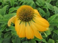 Echinacea purpurea Prairie Blaze Golden Yellow - 2 litre pot