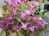 Epimedium grandiflorum Lilafee - 2 litre pot