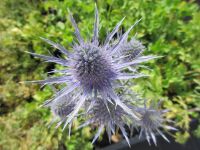 Eryngium x zabelii Violetta - 9cm pot