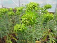 Euphorbia characias ssp. characias Humpty Dumpty - 9cm pot