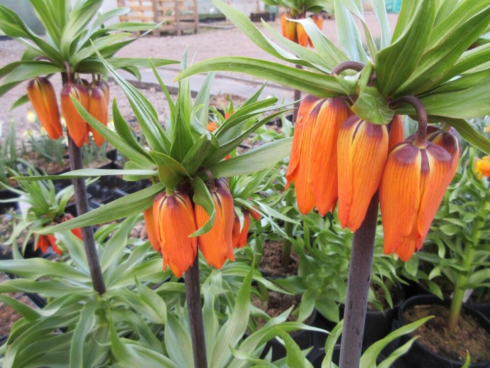 Fritillaria imperialis Aurora - 2 litre pot