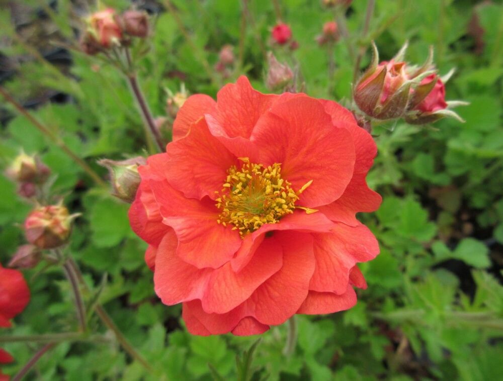 Geum Scarlet Tempest - 2 litre pot