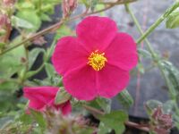 Helianthemum Beech Park Red - 9cm pot