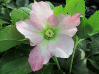 Helleborus x hybridus Pretty Ellen Pink - 9cm pot