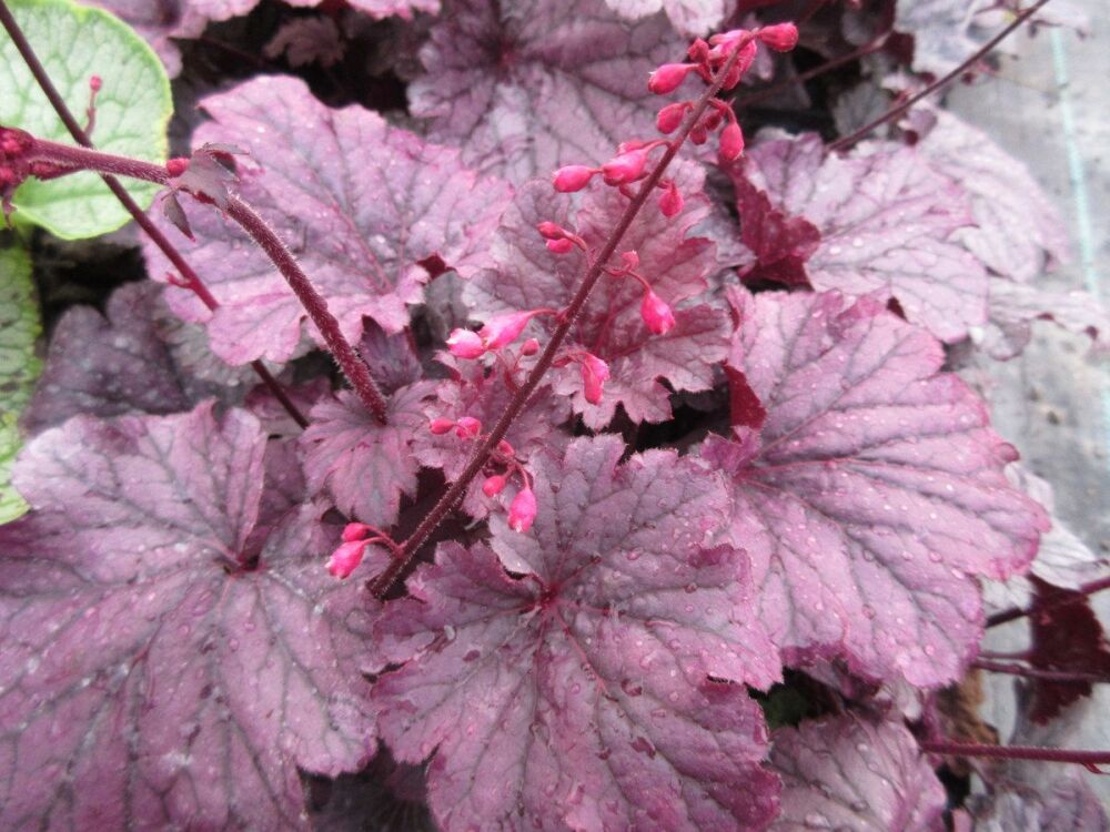 Heuchera Grape Timeless - 9cm pot