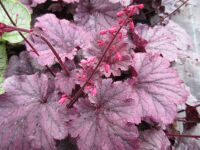 Heuchera Grape Timeless - 9cm pot