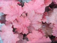 Heuchera Magma - 9cm pot
